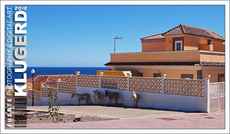 Fuerteventura | Selbst im Schatten war es heiß
