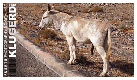 Fuerteventura - Tag 5 - Und täglich grüßt... der Esel