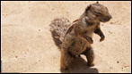 Habe gerade Lust - Tierfoto - Das gemeine Atlashörnchen