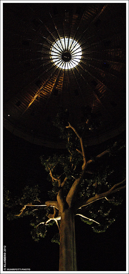 Magische Orte - Regenwaldbaum