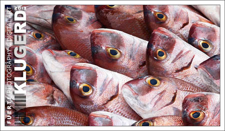 Fuerteventura | Freitags ist Fischtag
