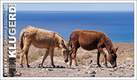 Fuerteventura | Es fehlt ja noch der Esel