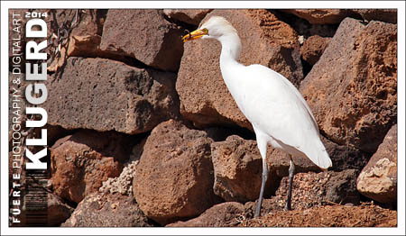 Fuerteventura | Der frühe Vogel fängt den Wurm