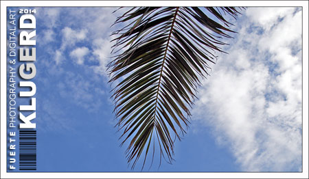 Fuerteventura - Fotos der Woche - Unter Palmen