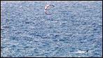 Fuerteventura - Fotos der Woche - Kite-Surfer an Playa de la Cebada