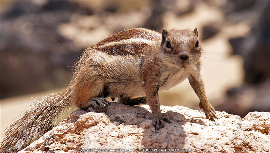 Fuerteventura :: Tag 9 | Ein Streifenhörnchen zum Geburtstag