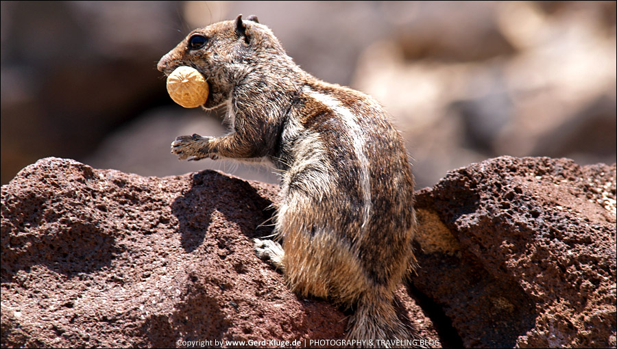 Fuerteventura :: Tag 9 | Ein Streifenhörnchen zum Geburtstag