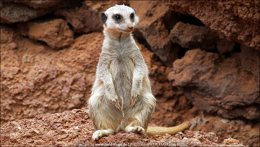 Fuerteventura :: Tag 7 | Gelassene Tiere im Oasis Park