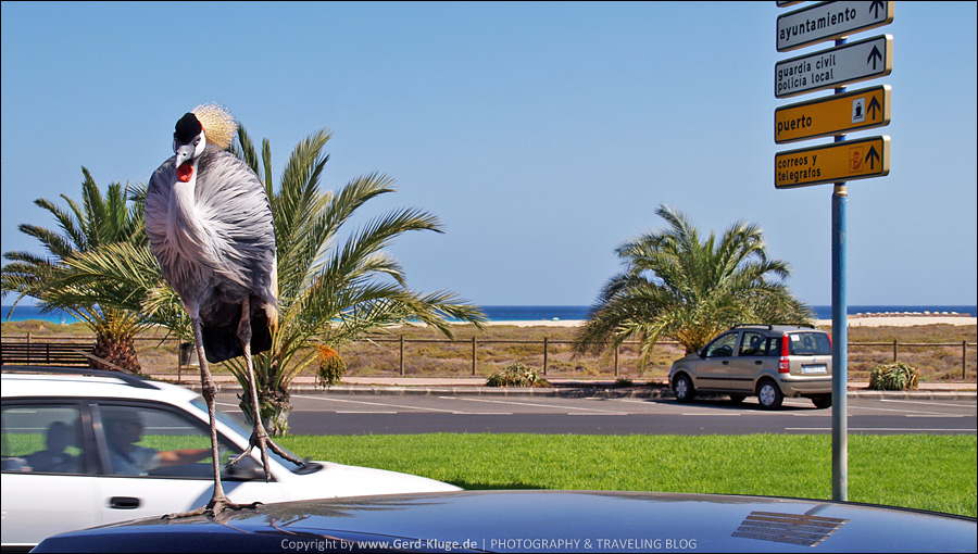 Fuerteventura :: Tag 15 | Der Vogel auf dem heißen Blechdach