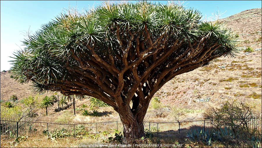 La Gomera :: Tag 4 | Drachenbaum von Agalán