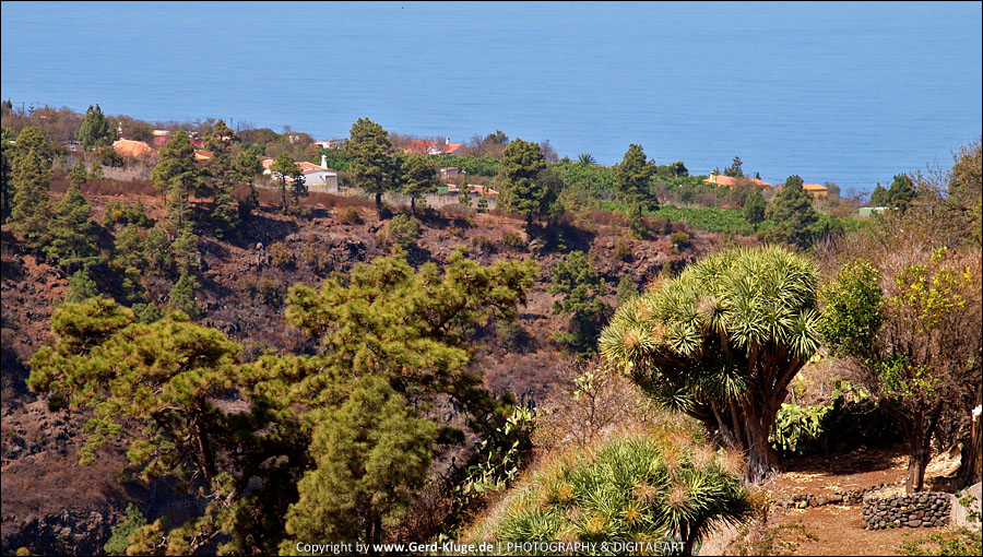La Palma :: Tag 10 | Drachenbaumhaine von Las Tricias